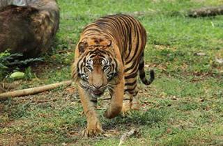 Konflik Manusia dan Harimau di Penyengat, Wabup Siak Imbau Warga Tidak Beraktivitas Malam