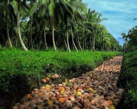 kebun kelapa