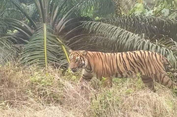 Hoaks, Harimau Berkeliaran di Kebun Sawit Warga Siak