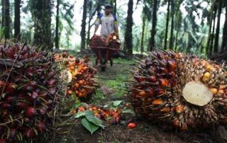 Sektor Sawit di Riau Sumbang 42,7% Total Penerimaan Pajak
