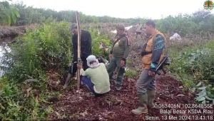 Pantau Harimau Sumatera, BBKSDA Riau Pasang Lima Kamera Trap