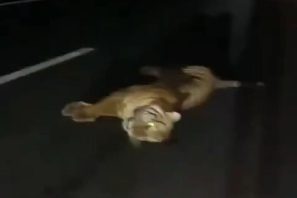Beredar Video Seekor Harimau Mati Tertabrak di Tol Permai, HK Pastikan Hoax