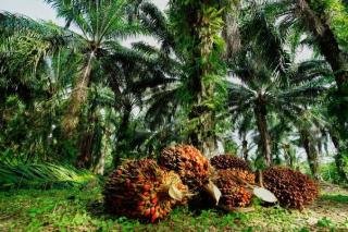 Inilah Daftar Kenaikan Harga Kelapa Sawit Mitra Swadaya di Riau